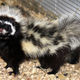 Illustration for article titled Monday Mustelid - Ictonyx ibicus Edition